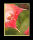 2 beautiful red star shaped flowers thumbnail